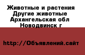 Животные и растения Другие животные. Архангельская обл.,Новодвинск г.